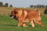 DOGUE DU TIBET 626
